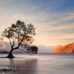 A lone tree stands in the calm water of a lake with mountains in the background illuminated by sunrise.