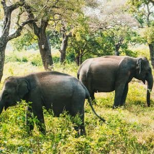 Due elefanti in piedi tra una lussureggiante vegetazione verde in una radura illuminata dal sole con alberi sullo sfondo.