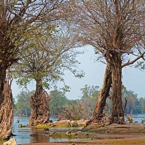 Diversi alberi nodosi con radici massicce ed esposte che si ergono nell'acqua bassa di un fiume.