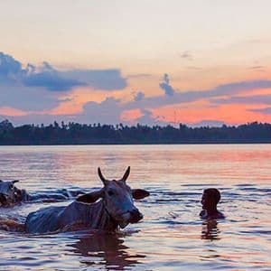 Un giovane nuota in un fiume accanto a due mucche con le corna durante un tramonto colorato, con alberi sulla riva lontana.