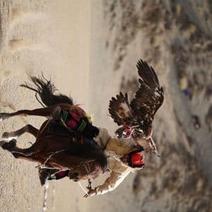 Un cacciatore d'aquile in abiti tradizionali galoppa a cavallo, con un'aquila appollaiata sul braccio che spiega le ali.