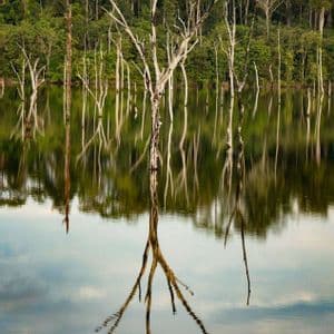 Des arbres sans feuilles à l'écorce blanche se dressent dans un lac calme, parfaitement reflétés sur la surface de l'eau devant une forêt dense et verte.