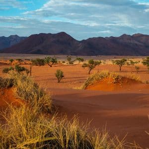 Un paysage désertique avec des dunes de sable rouge, des arbres dispersés et une chaîne de montagnes au loin sous un ciel bleu.