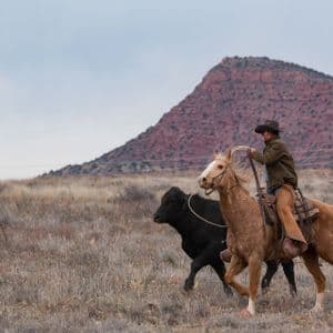 Un cowboy su un cavallo palomino usa una corda per radunare un vitello nero attraverso un campo secco ed erboso con una mesa rossa sullo sfondo.