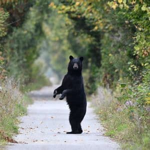 Un ours noir se dresse sur ses pattes arrière au milieu d'une route étroite bordée d'une forêt luxuriante.