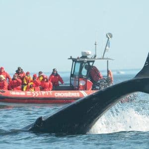 La queue d'une grande baleine jaillit de l'eau devant un groupe WeRoad en excursion sur un bateau de tourisme rouge.