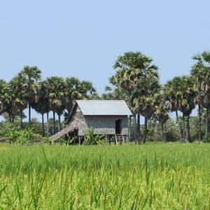 Une maison en bois sur pilotis au toit métallique se dresse au milieu d'une rizière verdoyante et luxuriante, avec une rangée de grands palmiers en arrière-plan.