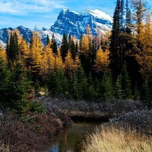 Una montaña con la cima nevada se alza detrás de un bosque de árboles otoñales amarillos y verdes, con un pequeño arroyo fluyendo en primer plano.