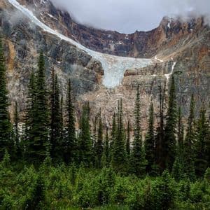 Un gran glaciar se asienta sobre una montaña rocosa y cubierta de nubes, con un denso bosque de altos pinos verdes en primer plano.