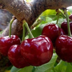 Primer plano de un racimo de cerezas rojas maduras colgando de una rama de árbol, con hojas verdes al fondo.