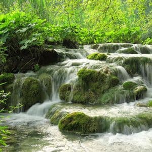 Ein kleiner Wasserfall fließt über moosbewachsene Felsen in einem üppigen, grünen Wald.