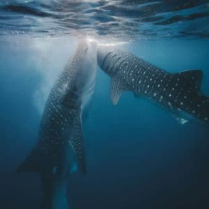 Two whale sharks swim close together, feeding just beneath the surface of the blue ocean.