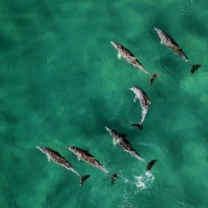 An aerial view of a pod of dolphins swimming together in clear, vibrant green water.