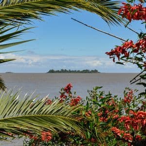Una vista di un'isola lontana e alberata su un'ampia distesa d'acqua, incorniciata da verdi fronde di palma e cespugli con vivaci fiori rossi.