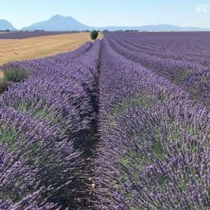 Lunghe e ordinate file di fiori di lavanda viola in un vasto campo che si estende verso montagne lontane sotto un cielo sereno.