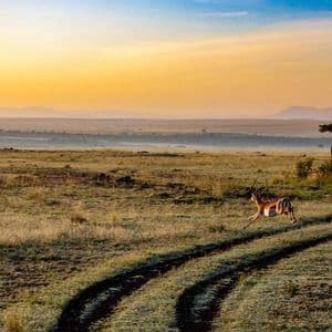 Un'impala dalle grandi corna salta oltre una pista sterrata in una vasta savana durante un'alba dorata.