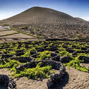 Vigneti verdi crescono all'interno di muretti in pietra semicircolari in un vasto campo di terreno vulcanico nero, con una grande collina sullo sfondo.
