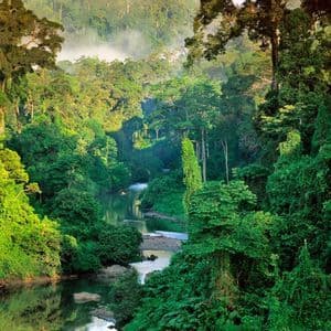 Un río serpentea por un denso y exuberante paisaje de selva verde con neblina ascendiendo al fondo.
