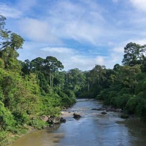 Un large fleuve traverse une jungle dense, bordée d'arbres luxuriants sur ses deux rives, sous un ciel bleu avec quelques nuages.