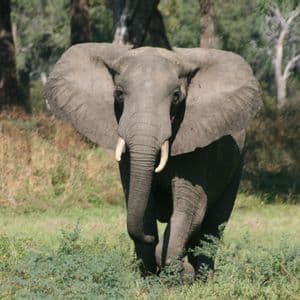 An elephant with tusks walks towards the camera through tall grass in a savanna setting.