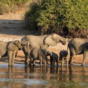 A herd of adult and baby elephants stands at a river's edge, drinking water with their trunks.