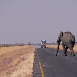 An elephant walks across a paved road in a savanna landscape as a large truck approaches in the distance.