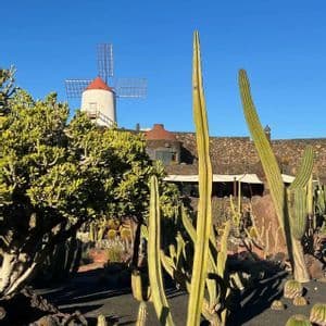 Un giardino pieno di cactus alti e altre piante succulente su terreno scuro, con un mulino a vento bianco sullo sfondo contro un cielo azzurro limpido.