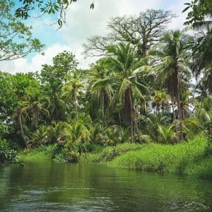Un fiume tranquillo scorre attraverso una fitta giungla tropicale con palme lussureggianti e vegetazione sotto un cielo parzialmente nuvoloso.