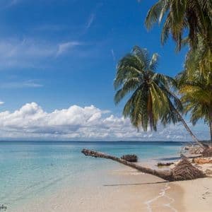 Una palma caduta giace su una spiaggia di sabbia bianca, il suo tronco si estende nell'oceano calmo e turchese sotto un cielo azzurro con nuvole soffici.