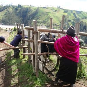 Miembros de un viaje en grupo de WeRoad ayudan a granjeros locales a manejar una vaca en un corral de madera en una ladera rural y verde.