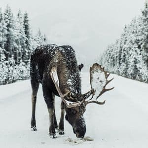 Un grande alce con palchi innevati mangia lungo una strada innevata in una foresta d'inverno.