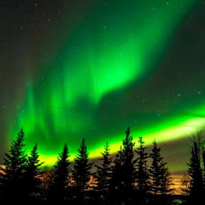 L'aurora boreale verde danza nel cielo notturno stellato, illuminando le sagome dei pini sottostanti.