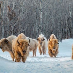 Una mandria di bisonti dal manto chiaro cammina nella neve in una foresta di alberi spogli.