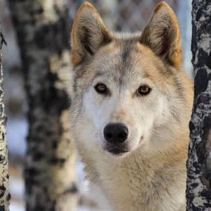 Un cane lupo dal pelo chiaro e gli occhi marroni sbircia tra due betulle in una foresta innevata.