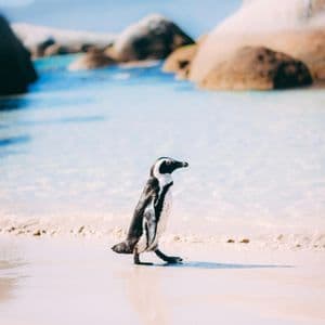Un pinguino solitario cammina su una spiaggia di sabbia bagnata ai margini dell'acqua blu cristallina, con grandi massi sullo sfondo.