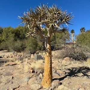 Un albero faretra con un tronco spesso e dalla corteccia gialla si erge in un paesaggio roccioso e arido, sotto un cielo azzurro e limpido.