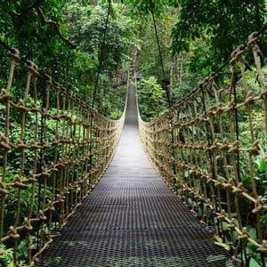 Une longue passerelle suspendue en cordes, avec un chemin en caillebotis métallique, traverse une jungle dense et luxuriante.