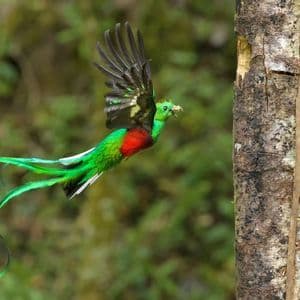 Ein Prachtkamm-Quetzal mit roter Brust und langem grünem Schwanz fliegt mit Futter im Schnabel auf einen Baumstamm zu.