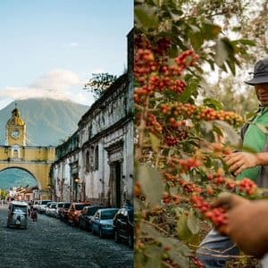 Ein geteiltes Bild einer Kolonialstraße mit einem Vulkan und einem Mann, der rote Kaffeekirschen von einer Pflanze pflückt.