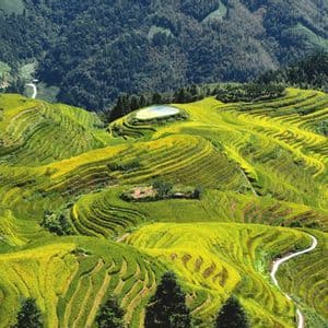 Una vista aerea di vibranti risaie terrazzate, di colore verde e giallo, che si snodano sulle colline, con un piccolo stagno in cima e una foresta sullo sfondo.