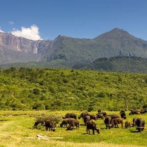 A herd of African buffalo grazes in a grassy meadow with a lush, forested mountain range in the background under a blue sky.