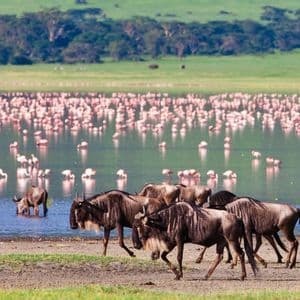 Una manada de ñus y una cebra caminan por la orilla de un lago lleno de cientos de flamencos rosas.