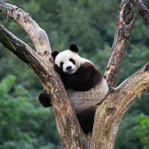 A giant panda rests in the fork of a tree, its head propped on a branch, with a blurry green forest in the background.