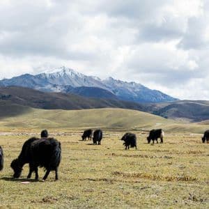 A herd of black yaks grazes in a grassy field with a backdrop of rolling hills and snow-capped mountains.
