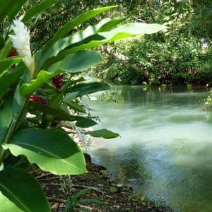 Una pianta di zenzero dai fiori bianchi, con grandi foglie verdi, si trova sulla riva di un fiume calmo in una giungla rigogliosa.