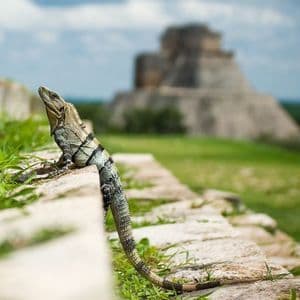 Una iguana toma el sol en un muro de piedra con una antigua pirámide de piedra difuminada en el fondo.