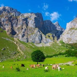 Una manada de vacas pasta en un prado verde vibrante al pie de montañas rocosas escarpadas bajo un cielo azul claro.