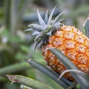 Primo piano di un ananas maturo e arancione che cresce sulla sua pianta, circondato dalle sue lunghe foglie verdi.