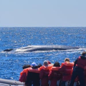Un gruppo WeRoad in gita in barca, con giubbotti di salvataggio arancioni, osserva una grande balena che emerge nell'oceano blu.