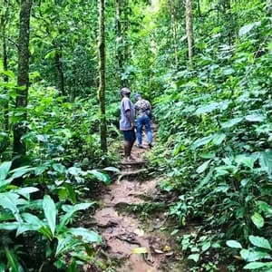 I membri di un viaggio di gruppo WeRoad fanno un'escursione su un sentiero fangoso attraverso una giungla rigogliosa e verde, circondata da una fitta vegetazione.
